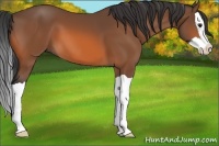 Horse Color:Bay Splash 