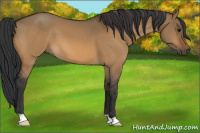 Horse Color:Bay Dun