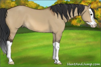 Horse Color:Brown Dun Splash 