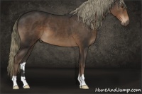 Horse Color:Liver Chestnut Mushroom 