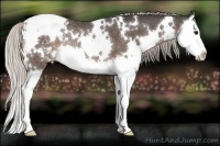 Horse Color:White Spotted Silver Black Splash Appaloosa Rabicano