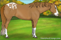 Horse Color:Chestnut Splash Appaloosa 