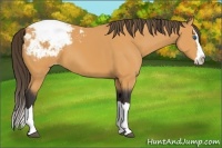 Horse Color:Buckskin Sabino Splash Appaloosa
