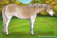 Horse Color:White Spotted Palomino