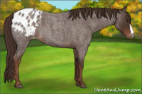 Horse Color:Liver Red Roan Appaloosa 