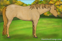 Horse Color:Red Roan
