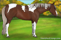 Horse Color:Silver Bay Tobiano 