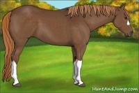 Horse Color:Liver Chestnut 