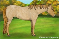 Horse Color:Red Roan 