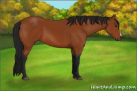 Horse Color:Gray Bay 