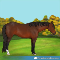 Horse Color:Gray Bay