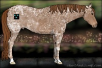 Horse Color:Chestnut Ice 