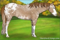 Horse Color:Chestnut Ice Splash Appaloosa
