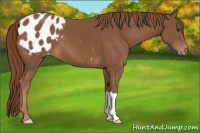Horse Color:Chestnut Appaloosa 