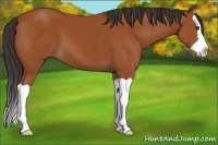 Horse Color:Bay Splash 