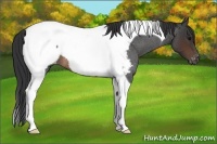 Horse Color:Brown Roan Tobiano Appaloosa