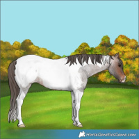 Horse Color:Brown Roan Tobiano Appaloosa