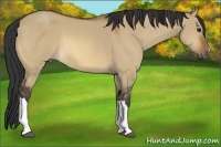 Horse Color:Bay Dun