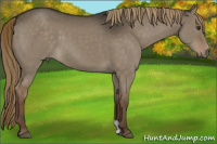 Horse Color:Liver Red Dun 