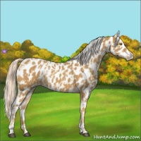 Horse Color:Palomino Appaloosa and Palomino Appaloosa