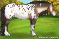 Horse Color:Buckskin Onyx Appaloosa 