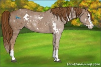 Horse Color:White Spotted Chestnut Splash 