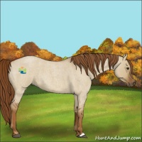 Horse Color:Red Dun Roan 