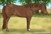 Horse Color:Gray Chestnut 