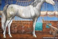 Horse Color:White Spotted Chocolate Palomino Ice Pearl Sabino Rabicano 