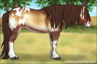 Horse Color:Red Onyx Appaloosa