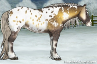 Horse Color:White Spotted Silver Buckskin Onyx Sabino Appaloosa 