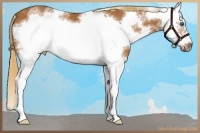 Horse Color:White Spotted Chestnut Splash Frame Rabicano