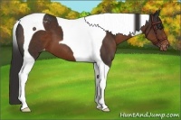 Horse Color:Liver Chestnut Tobiano Appaloosa