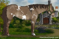 Horse Color:White Spotted Liver Red Dun 