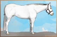 Horse Color:Buckskin Roan Dun Sabino Splash Frame