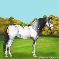 Horse Color:Brown Sabino Frame Appaloosa 