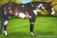 Horse Color:White Spotted Brown Frame Rabicano