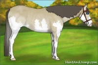 Horse Color:Buckskin Splash Rabicano 