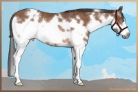 Horse Color:White Spotted Bay Splash Frame Rabicano 