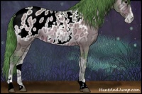 Horse Color:Watercolor Buckskin Ice Onyx Sabino Appaloosa 