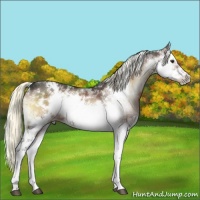 Horse Color:Liver Red Onyx Sabino Splash Frame Brindle 