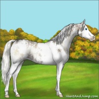 Horse Color:White Spotted Liver Red Dun Ice Onyx Splash Brindle 