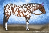 Horse Color:Bay Tobiano Appaloosa Rabicano 