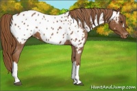 Horse Color:Chestnut Appaloosa 