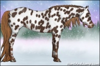 Horse Color:Liver Chestnut Appaloosa 