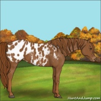 Horse Color:Chestnut Appaloosa 