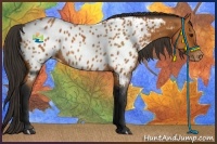 Horse Color:Bay Appaloosa