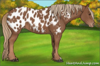 Horse Color:Chestnut Appaloosa