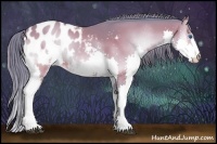 Horse Color:Watercolor Bay Onyx Splash Appaloosa