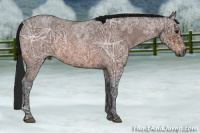 Horse Color:Gray Bay Ice Roan 